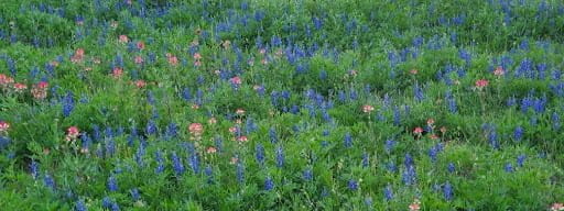 Floral Lore: The Stories Behind Texas Wildflowers